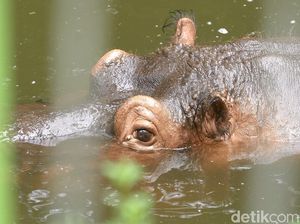 Sepi Pengunjung, Kebun Binatang Taman Jurug Solo Ditutup Lagi