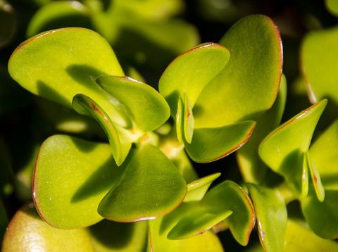 Tanaman giok (Image by sandid from Pixabay)