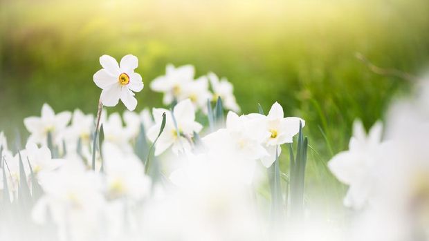 White daffodils in springtime. Selective focus and shallow depth of field. Foto: Getty Images/iStockphoto/Eerik