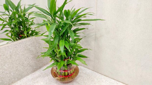 Green Lucky bamboo plant for decoration aka Dracaena Sanderiana in Glass vase placed in front of mirror Selective focus.