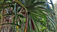 Diperkirakan ada lebih dari 30 varietas buah ini yang dapat dijumpai di Papua, masing-masing dengan nama yang berbeda untuk tiap karakter buah dan tiap daerah. (Hari Suroto/Istimewa)