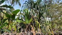 Kandungan zat bermanfaat itu antara lain karoten 12.000 ppm, beta karoten 700 ppm, dan tokoferol 11.000. Selain itu, ada beberapa zat lain yang terkandung dalam buah merah, di antaranya asam oleat, asam linoleat, dekanoat, omega 3 dan omega 9. (Hari Suroto/Istimewa)