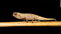 Bunglon yang baru ditemukan ini hanya sebesar ujung jari Anda. Namanya Brookesia nana, atau nano-chameleon (Foto: CNN)