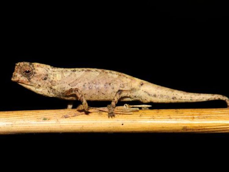 Rupa Bunglon Nano, Ukurannya Kurang dari 1 Inci