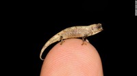 Peneliti menemukan bunglon nano, bisa jadi yang terkecil di dunia. Panjangnya kurang dari satu inci atau tak lebih dari 2,54 centimeter (Foto: CNN)