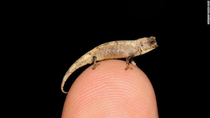 Bunglon nano Madagaskar
