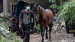 Cegah Tetanus, Kuda Delman di Jakarta Jalani Pemeriksaan Kesehatan