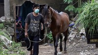 Sejumlah kuda delman menjalani pemeriksaan kesehatan di kawasan Jakarta.