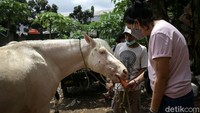 Melalui kegiatan tersebut diharapkan kesehatan kuda-kuda pekerja itu dapat tetap terjaga di masa pandemi COVID-19.