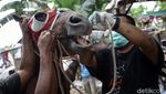 Cegah Tetanus, Kuda Delman di Jakarta Jalani Pemeriksaan Kesehatan