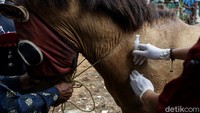 Kuda-kuda delman itu pun diberikan suntik tetanus untuk melindungi kuda-kuda itu dari penyakit tetanus yang disebabkan oleh bakteri Clostridium tetani.