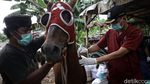 Cegah Tetanus, Kuda Delman di Jakarta Jalani Pemeriksaan Kesehatan