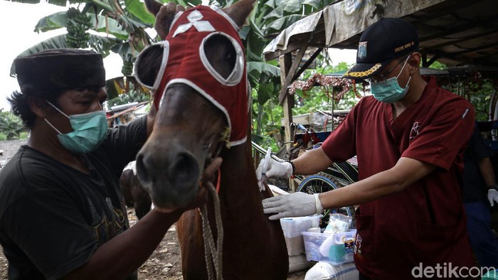 Cegah Tetanus, Kuda Delman di Jakarta Jalani Pemeriksaan Kesehatan Sejumlah kuda delman di Jakarta menjalani pemeriksaan kesehatan. Hal itu dilakukan guna menjaga kesehatan kuda delman di masa pandemi virus Corona.