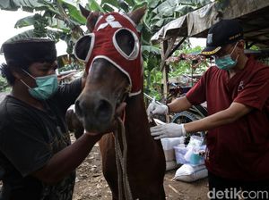 Cegah Tetanus, Kuda Delman di Jakarta Jalani Pemeriksaan Kesehatan