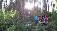 Hutan Pinus di Suaka Elang Bogor