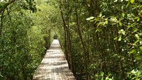 mangrove.jpg