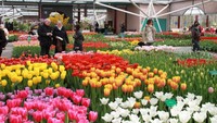 Mengunjungi Keukenhof, bunga-bunga cantik bermekaran di musim semi.
