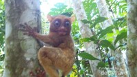 Tarsius
