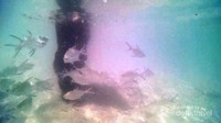 Ikan-ikan di Gili Nangu sudah menyerbu bahkan saat kaki baru saja masukke air