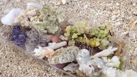 Kerang-kerang cantik di Pantai Cukoh