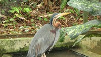 Bangau Tongtong di Kebun Binatang Medan