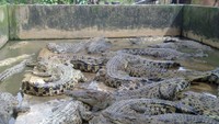 Buaya di Taman Buaya Medan Sunggal