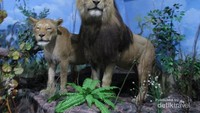 Singa yang telah diawetkan di Galeri dan Museum Rahmat