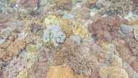 Hamparan terumbu karang cantik bewarna-warni di Chrystal Bay