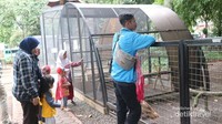 Edukasi anak dengan hewan-hewan unggas di kandang.