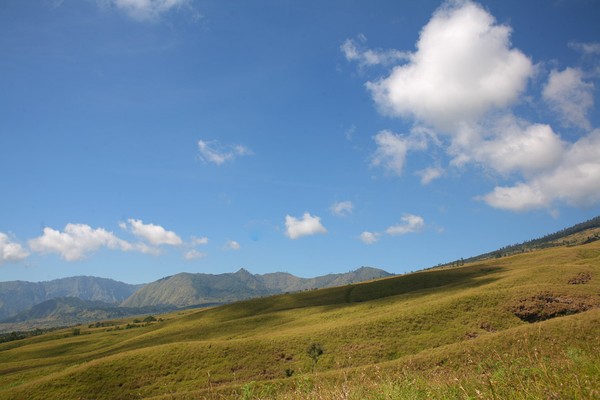 Hutan savana di indonesia dapat dijumpai di