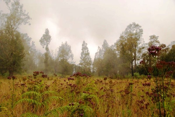 4 Padang Savana Terindah Di Indonesia