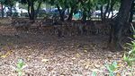 4 Tempat Melihat Rusa Selain Kebun Binatang
