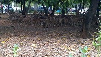 Rusa di Monas (dok. Putri/detikTravel)