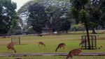 4 Tempat Melihat Rusa Selain Kebun Binatang
