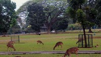 Rusa di Istana Bogor (dok. news.detik.com)