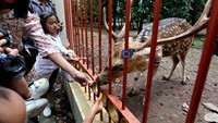 Rusa di Taman Makam Pahlawan Kalibata (dok. Ari Saputra/detikFoto)