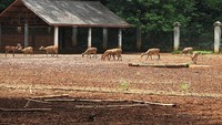 Rusa di UI (sumber: anakui.com)