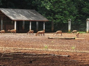 4 Tempat Melihat Rusa Selain Kebun Binatang