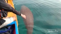 Mawar si Dugong