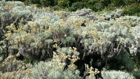 Edelweis Berhamburan di Sepanjang Alun-Alun Surya Kencana