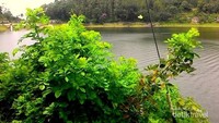 Kupu-Kupu Sayap Kuning Di Sekitar Telaga Ngebel