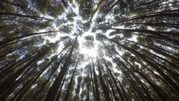 Hutan Pinus Mangunan