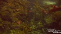 Explore.orgsumber: Live Cam Explore.org (screenshot)