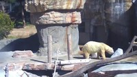San Diego Zoo (sumber: Live Cam San Diego Zoo)