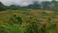 Malino yang berkabut  (Misbah/dtraveler)