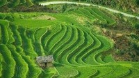 Ubud yang hijau (melancongkebali.blogspot.com)