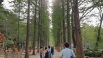 5 Tempat Wisata di Korea Selatan yang Wajib Dikunjungi