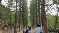 Pohon ikon Pulau Nami yang berubah berbeda warna di setiap musimnya.