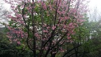 Cherry Blossom di Yang Ming Shan