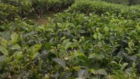 Kebun Teh Kabawetan